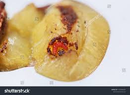 Attēlu rezultāti vaicājumam “Grapholita funebrana larva”