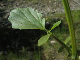 Attēlu rezultāti vaicājumam “Barbarea vulgaris subsp. arcuata fruit”