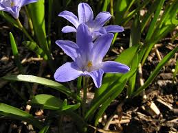 Attēlu rezultāti vaicājumam “Scilla luciliae”