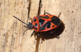 Attēlu rezultāti vaicājumam “Eurydema dominulus”