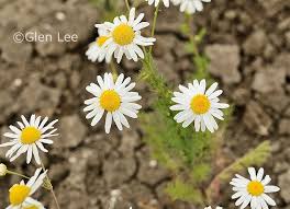 Attēlu rezultāti vaicājumam “Tripleurospermum inodorum flower”