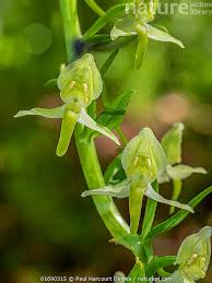 Attēlu rezultāti vaicājumam “Platanthera chlorantha flower”