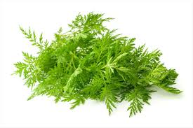 Image result for Artemisia annua