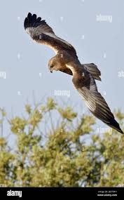 Attēlu rezultāti vaicājumam “Circus aeruginosus adult”