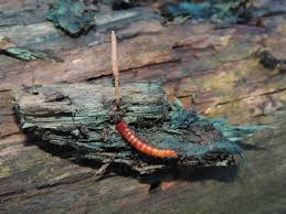 Attēlu rezultāti vaicājumam “Cordyceps stylophora”