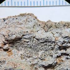 Attēlu rezultāti vaicājumam “Arthonia leucopellaea”