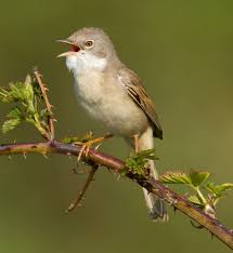 Attēlu rezultāti vaicājumam “Sylvia communis”