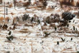 Attēlu rezultāti vaicājumam “Microcalicium disseminatum”