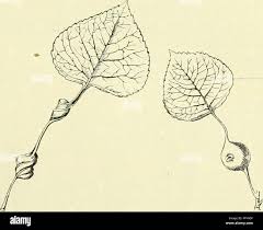 Attēlu rezultāti vaicājumam “Salix daphnoides leaf”