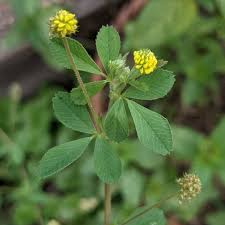 Attēlu rezultāti vaicājumam “Medicago lupulina”