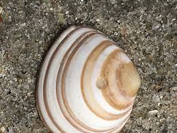 Attēlu rezultāti vaicājumam “Macoma baltica”