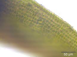 Attēlu rezultāti vaicājumam “Dichodontium pellucidum macro”