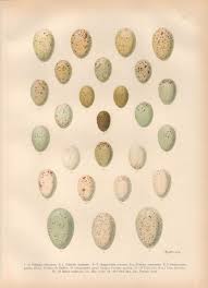 Attēlu rezultāti vaicājumam “Crex crex eggs”