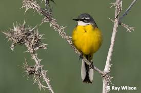 Attēlu rezultāti vaicājumam “Motacilla flava flava”