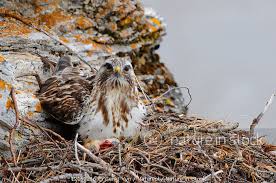 Attēlu rezultāti vaicājumam “Buteo lagopus adult”