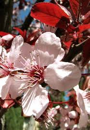 Attēlu rezultāti vaicājumam “Prunus cerasifera var. divaricata”