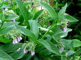 Image result for Symphytum officinale