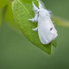 Attēlu rezultāti vaicājumam “Euproctis similis”
