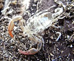 Attēlu rezultāti vaicājumam “exuvia”