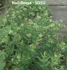 Attēlu rezultāti vaicājumam “Apocynaceae”