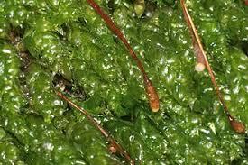 Attēlu rezultāti vaicājumam “Plagiothecium cavifolium”