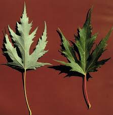 Attēlu rezultāti vaicājumam “Acer saccharinum leaf”