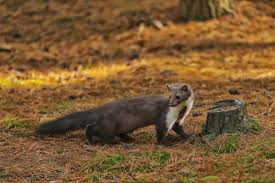 Attēlu rezultāti vaicājumam “Martes foina”