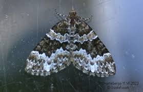 Attēlu rezultāti vaicājumam “Electrophaes corylata”