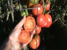 Afbeeldingsresultaat voor bloody butcher tomato