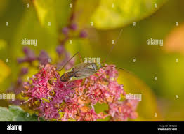 Attēlu rezultāti vaicājumam “Lygus pratensis imago”