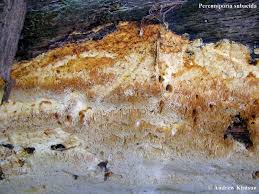 Attēlu rezultāti vaicājumam “Perenniporia subacida”