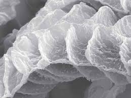 Attēlu rezultāti vaicājumam “Eurhynchiastrum pulchellum macro”