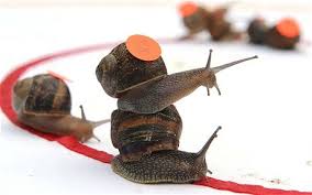 Image result for World Snail Racing Championships
