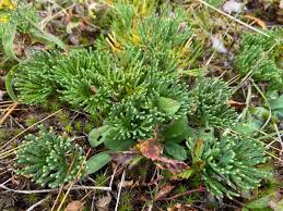 Attēlu rezultāti vaicājumam “Diphasiastrum tristachyum”