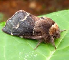 Attēlu rezultāti vaicājumam “Lasiocampidae”