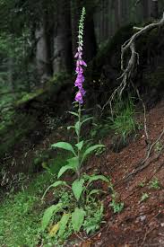 Image result for Fingerhut rot