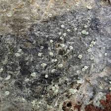 Attēlu rezultāti vaicājumam “Mycoblastus sanguinarius”