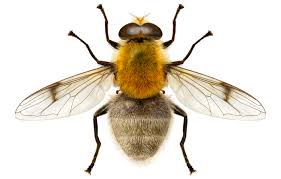 Attēlu rezultāti vaicājumam “Arctophila superbiens”