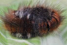 Attēlu rezultāti vaicājumam “Macrothylacia rubi”