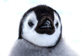 Image result for penguin