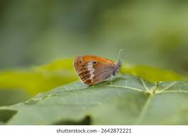 Attēlu rezultāti vaicājumam “Coenonympha arcania underside”