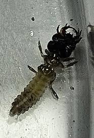 Attēlu rezultāti vaicājumam “Cicindela campestris imago”