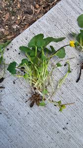 Attēlu rezultāti vaicājumam “Ficaria verna leaf”