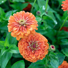 Image result for Zinnia elegans