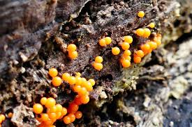 Attēlu rezultāti vaicājumam “Leocarpus fragilis spores”
