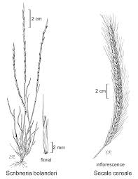 Image result for Secale cereale