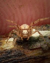 Attēlu rezultāti vaicājumam “Philodromus sp.”