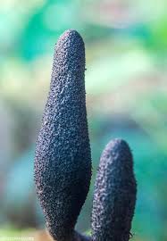 Attēlu rezultāti vaicājumam “Xylaria longipes”