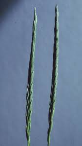 Attēlu rezultāti vaicājumam “Elytrigia repens subsp. arenosa”