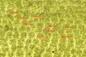 Attēlu rezultāti vaicājumam “Oxystegus tenuirostris”